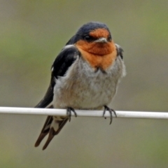 Hirundo neoxena (Welcome Swallow) at Paddys River, ACT - 10 Dec 2018 by RodDeb