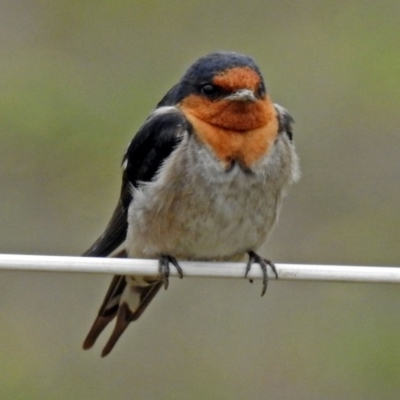 Hirundo neoxena (Welcome Swallow) at Paddys River, ACT - 11 Dec 2018 by RodDeb