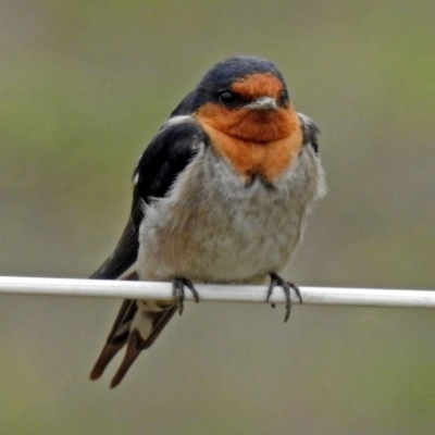 Hirundo neoxena (Welcome Swallow) at Paddys River, ACT - 10 Dec 2018 by RodDeb