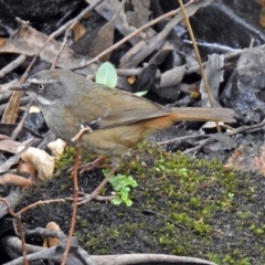 Sericornis frontalis (White-browed Scrubwren) at Tidbinbilla Nature Reserve - 11 Dec 2018 by RodDeb