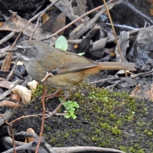 Sericornis frontalis at Paddys River, ACT - 11 Dec 2018