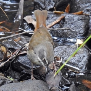 Sericornis frontalis at Paddys River, ACT - 11 Dec 2018