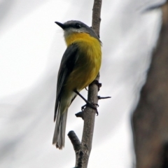 Eopsaltria australis (Eastern Yellow Robin) at Tidbinbilla Nature Reserve - 11 Dec 2018 by RodDeb