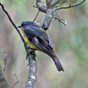 Eopsaltria australis at Paddys River, ACT - 11 Dec 2018 01:52 PM