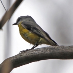 Eopsaltria australis at Paddys River, ACT - 11 Dec 2018 01:52 PM