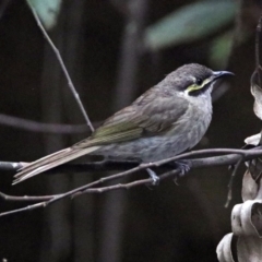 Caligavis chrysops (Yellow-faced Honeyeater) at Paddys River, ACT - 11 Dec 2018 by RodDeb