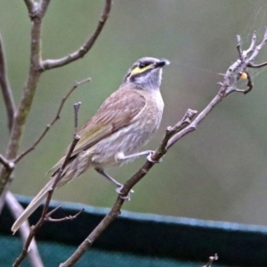 Caligavis chrysops at Paddys River, ACT - 11 Dec 2018