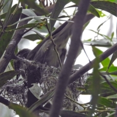 Caligavis chrysops at Paddys River, ACT - 11 Dec 2018