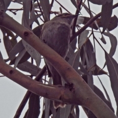 Caligavis chrysops at Paddys River, ACT - 11 Dec 2018