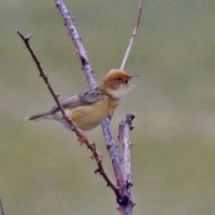 Cisticola exilis (Golden-headed Cisticola) at Tharwa, ACT - 11 Dec 2018 by RodDeb