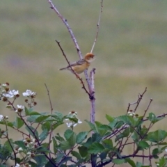 Cisticola exilis at Tharwa, ACT - 11 Dec 2018