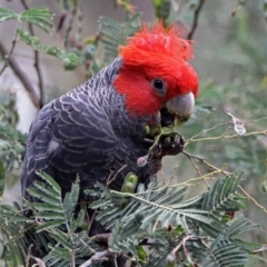 Callocephalon fimbriatum (Gang-gang Cockatoo) at Tidbinbilla Nature Reserve - 11 Dec 2018 by RodDeb