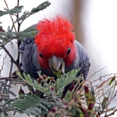 Callocephalon fimbriatum at Paddys River, ACT - 11 Dec 2018