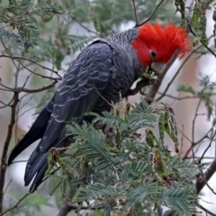 Callocephalon fimbriatum at Paddys River, ACT - suppressed