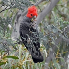 Callocephalon fimbriatum at Paddys River, ACT - suppressed