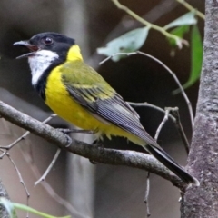 Pachycephala pectoralis (Golden Whistler) at Tidbinbilla Nature Reserve - 11 Dec 2018 by RodDeb