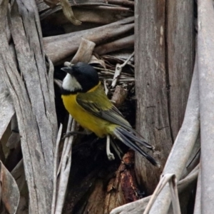 Pachycephala pectoralis at Paddys River, ACT - 11 Dec 2018