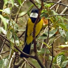 Pachycephala pectoralis at Paddys River, ACT - 11 Dec 2018