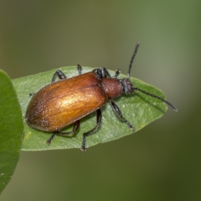 Ecnolagria grandis (Honeybrown beetle) at ANBG - 11 Dec 2018 by AlisonMilton