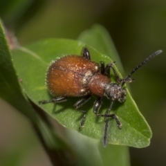 Ecnolagria grandis at Hackett, ACT - 11 Dec 2018