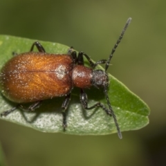 Ecnolagria grandis at Hackett, ACT - 11 Dec 2018 09:42 AM