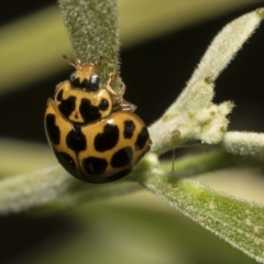 Harmonia conformis (Common Spotted Ladybird) at ANBG - 11 Dec 2018 by AlisonMilton