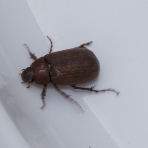 Sericesthis nigrolineata at Higgins, ACT - 12 Dec 2018 04:09 PM