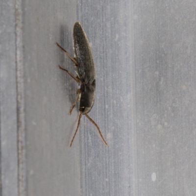 Elateridae sp. (family) (Unidentified click beetle) at Higgins, ACT - 8 Dec 2018 by Alison Milton