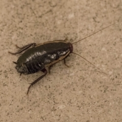 Drymaplaneta communis (Eastern Wood Runner, Common Shining Cockroach) at ANBG - 10 Dec 2018 by AlisonMilton