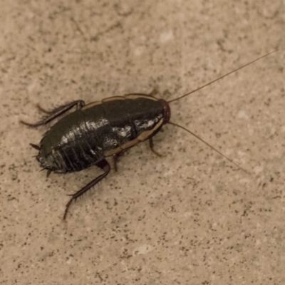 Drymaplaneta communis (Eastern Wood Runner, Common Shining Cockroach) at Acton, ACT - 10 Dec 2018 by AlisonMilton