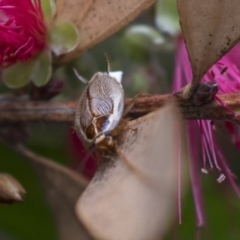 Balta spuria (A Balta Cockroach) at Hackett, ACT - 11 Dec 2018 by AlisonMilton