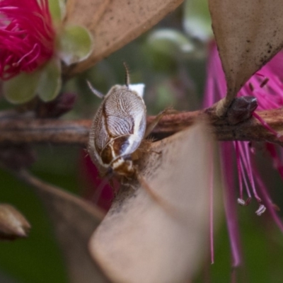 Balta spuria (A Balta Cockroach) at ANBG - 11 Dec 2018 by AlisonMilton