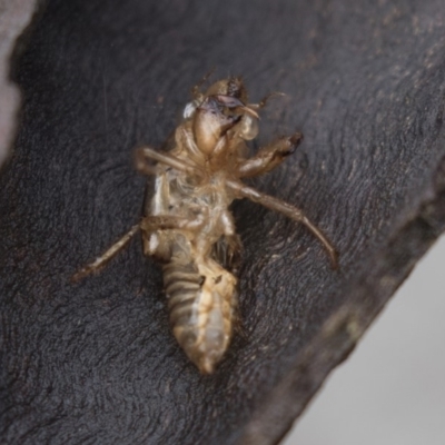 Cicadettini sp. (tribe) (Cicada) at Acton, ACT - 10 Dec 2018 by AlisonMilton