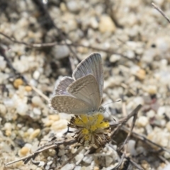 Zizina otis (Common Grass-Blue) at ANBG - 10 Dec 2018 by Alison Milton