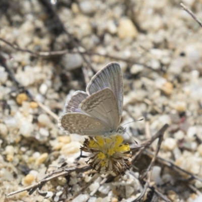 Zizina otis (Common Grass-Blue) at Acton, ACT - 10 Dec 2018 by Alison Milton