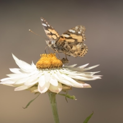 Vanessa kershawi (Australian Painted Lady) at ANBG - 10 Dec 2018 by AlisonMilton