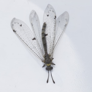 Dendroleon sp. (genus) at Higgins, ACT - 12 Dec 2018