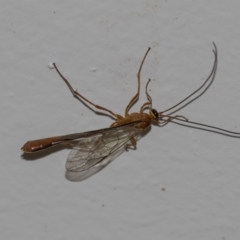 Netelia sp. (genus) (An Ichneumon wasp) at Higgins, ACT - 8 Dec 2018 by AlisonMilton