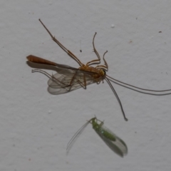 Netelia sp. (genus) at Higgins, ACT - 8 Dec 2018 09:19 PM