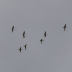 Threskiornis molucca (Australian White Ibis) at Acton, ACT - 11 Dec 2018 by AlisonMilton