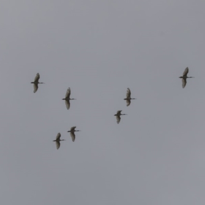 Threskiornis molucca (Australian White Ibis) at Acton, ACT - 11 Dec 2018 by AlisonMilton