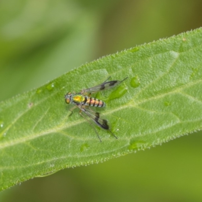 Austrosciapus connexus (Green long-legged fly) at Acton, ACT - 10 Dec 2018 by AlisonMilton