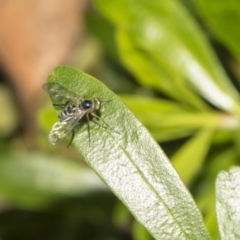 Austrosciapus connexus (Green long-legged fly) at ANBG - 11 Dec 2018 by AlisonMilton