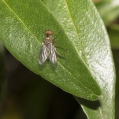 Unidentified Long-legged Fly (Dolichopodidae) at Hackett, ACT - 10 Dec 2018 by Alison Milton
