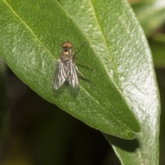 Dolichopodidae (family) at Hackett, ACT - 11 Dec 2018 by AlisonMilton