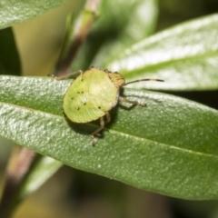 Pentatomidae (family) (Shield or Stink bug) at ANBG - 11 Dec 2018 by AlisonMilton