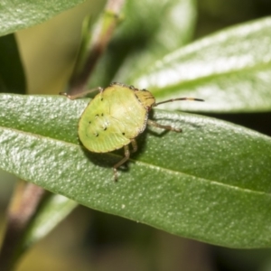 Pentatomidae (family) at Hackett, ACT - 11 Dec 2018