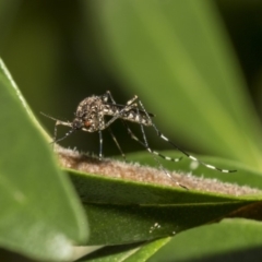 Culicidae (family) (A mosquito) at ANBG - 11 Dec 2018 by AlisonMilton