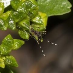 Culicidae (family) at Hackett, ACT - 11 Dec 2018