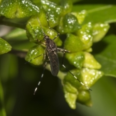 Culicidae (family) at Hackett, ACT - 11 Dec 2018 09:58 AM